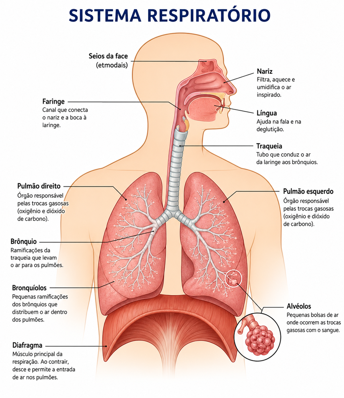 O sistema respiratório humano: nariz, faringe, traqueia, brônquios, bronquíolos, alvéolos, pulmões e diafragma.